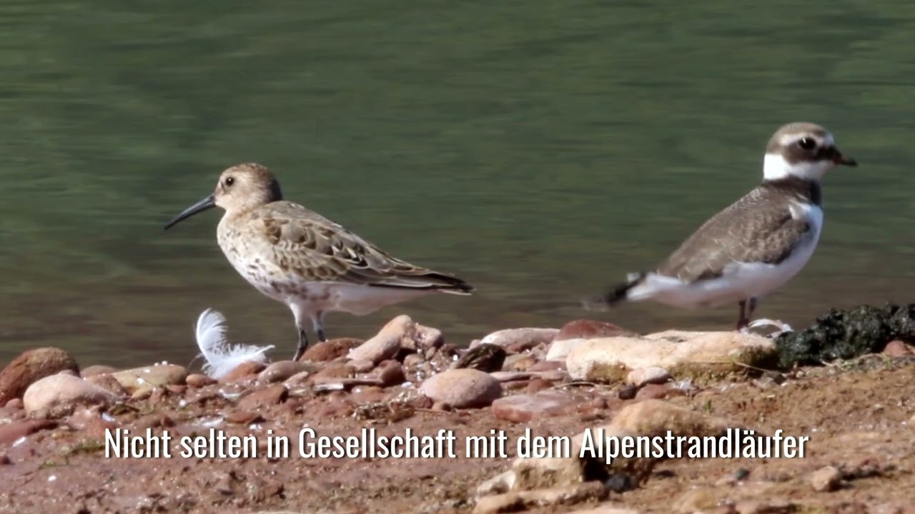 Sandregenpfeifer. Ein Film von Arno Werner