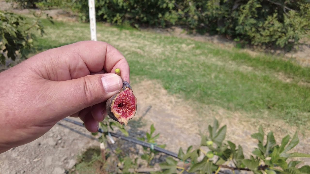 Colonel Littman's Black Cross Fig