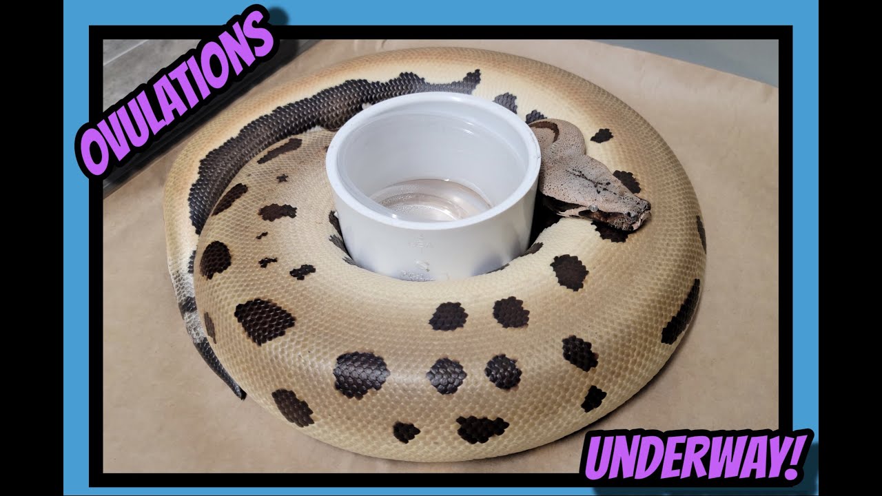 Blood, Ball and Short Tail Pythons Breeding Season So Far!