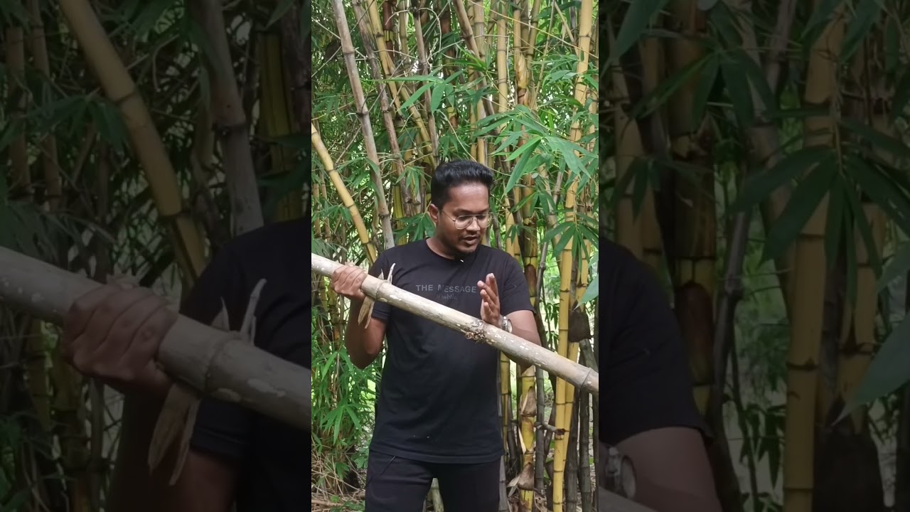 🎍A QUICK BOTANY DESCRIPTION about 🎋Bamboo🎋 #science #botany #icar #education