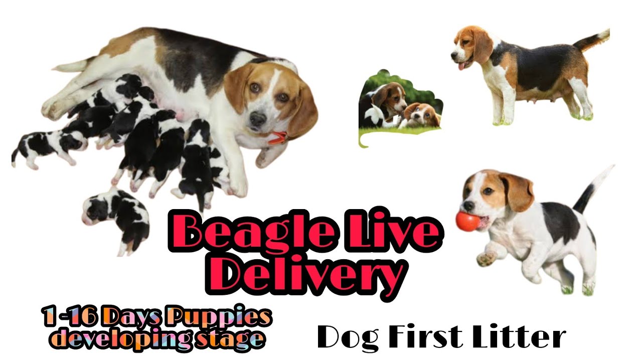 Beagle Dog delivery | 1 - 16 Days Puppies development stages | Beagle Giving birth for first time