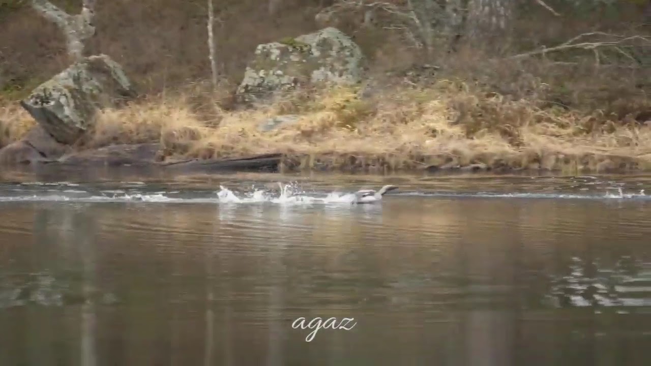 Black throated diver - storlom