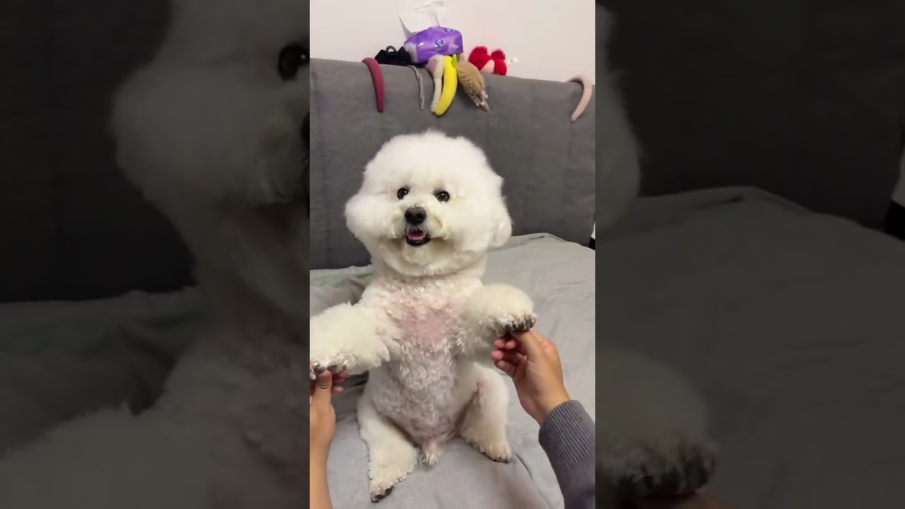 Unveiling the Sweetness of Love: A Heartwarming Bichon Adventure