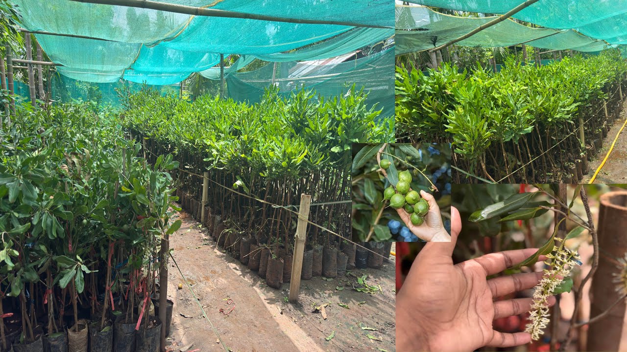 Grafted Macadamia Nuts Plants 🌱 | Premium Quality | All India Home Delivery Available 