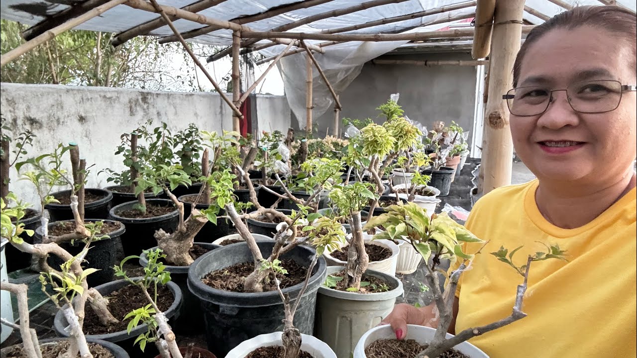 SMALL SIZE GRAFTED BOUGAINVILLEA UPDATE | ROYALE GARDEN SAN MIGUEL BULACAN