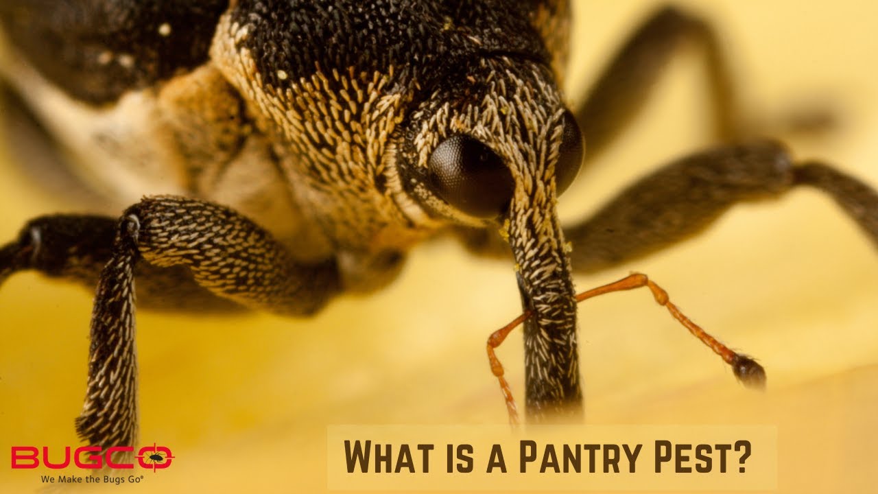 How Do I Get Rid of Pantry Pests?