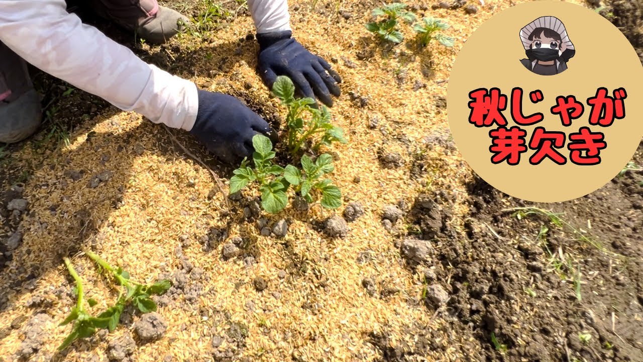 秋じゃがの芽欠きと草抜きしました【デジマ】【ニシユタカ】【アイマサリ】【ジャガイモ】【芽欠き】【家庭菜園】