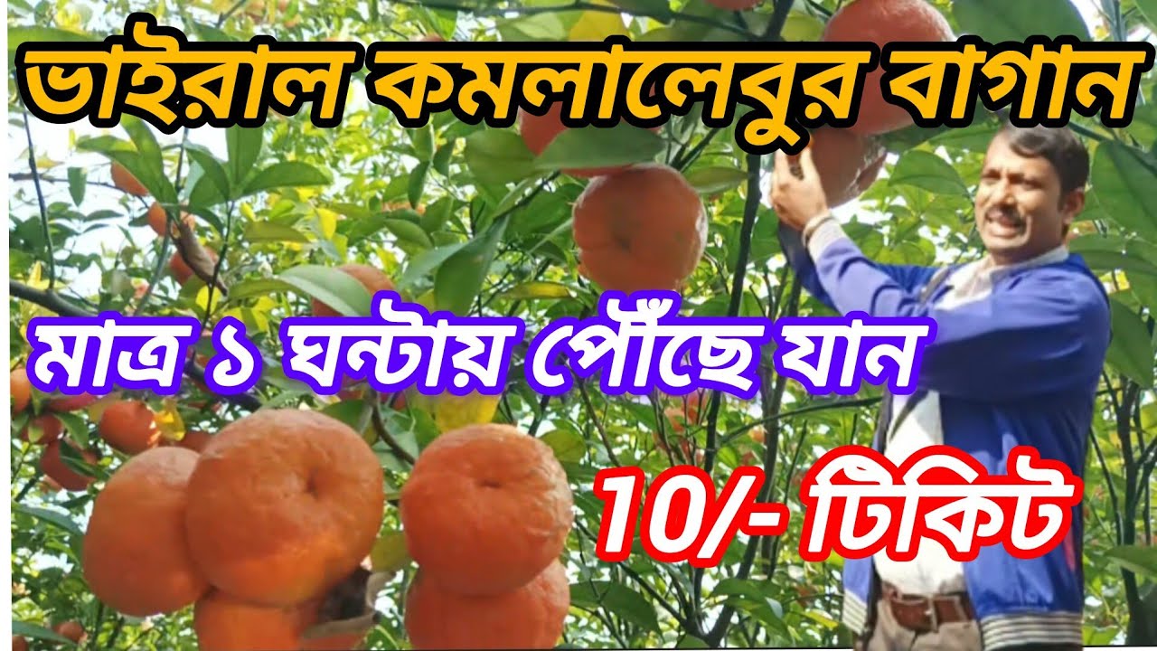 ভাইরাল কমলালেবুর বাগান | সিটং | 10/- টিকিটে সিটং এর অনুভূতি |  One day tourist spot near kolkata |