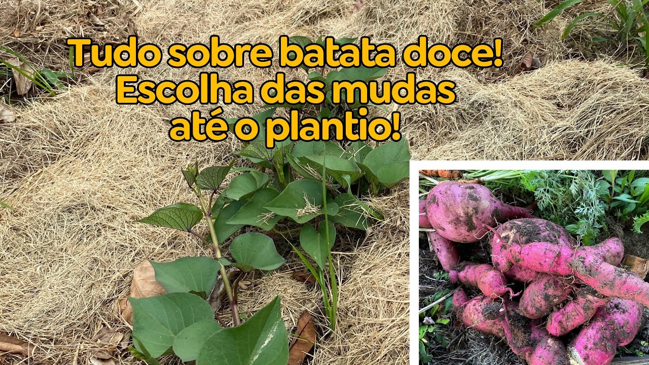 Tudo sobre batata doce! Mudas e técnicas para plantar e colher muito!