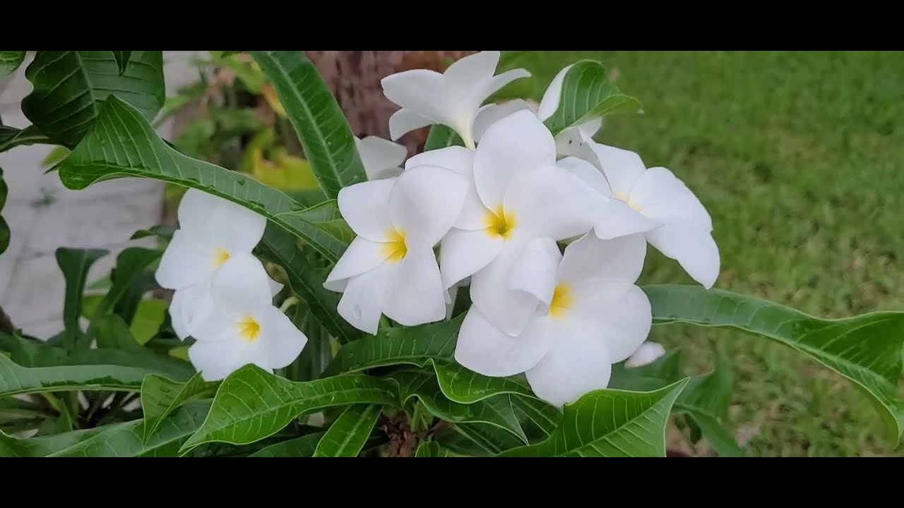 Plumeria  Pudica, Bridal Bouquet, Ramo de Novia .