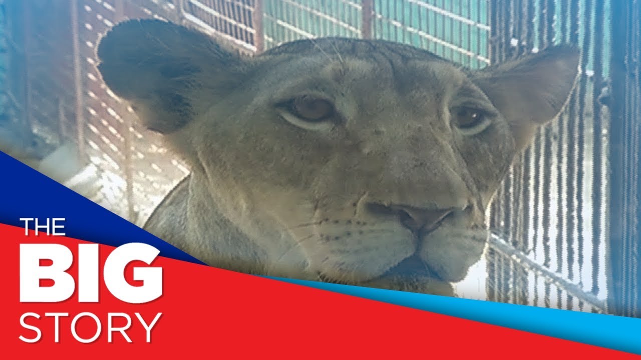 Malabon Zoo appeals for donations for animals' care
