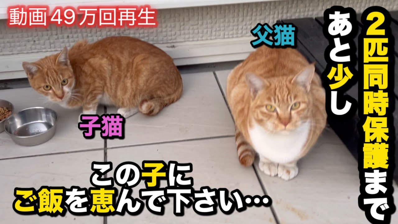 【突然現れた子猫を連れた父猫】近情報告