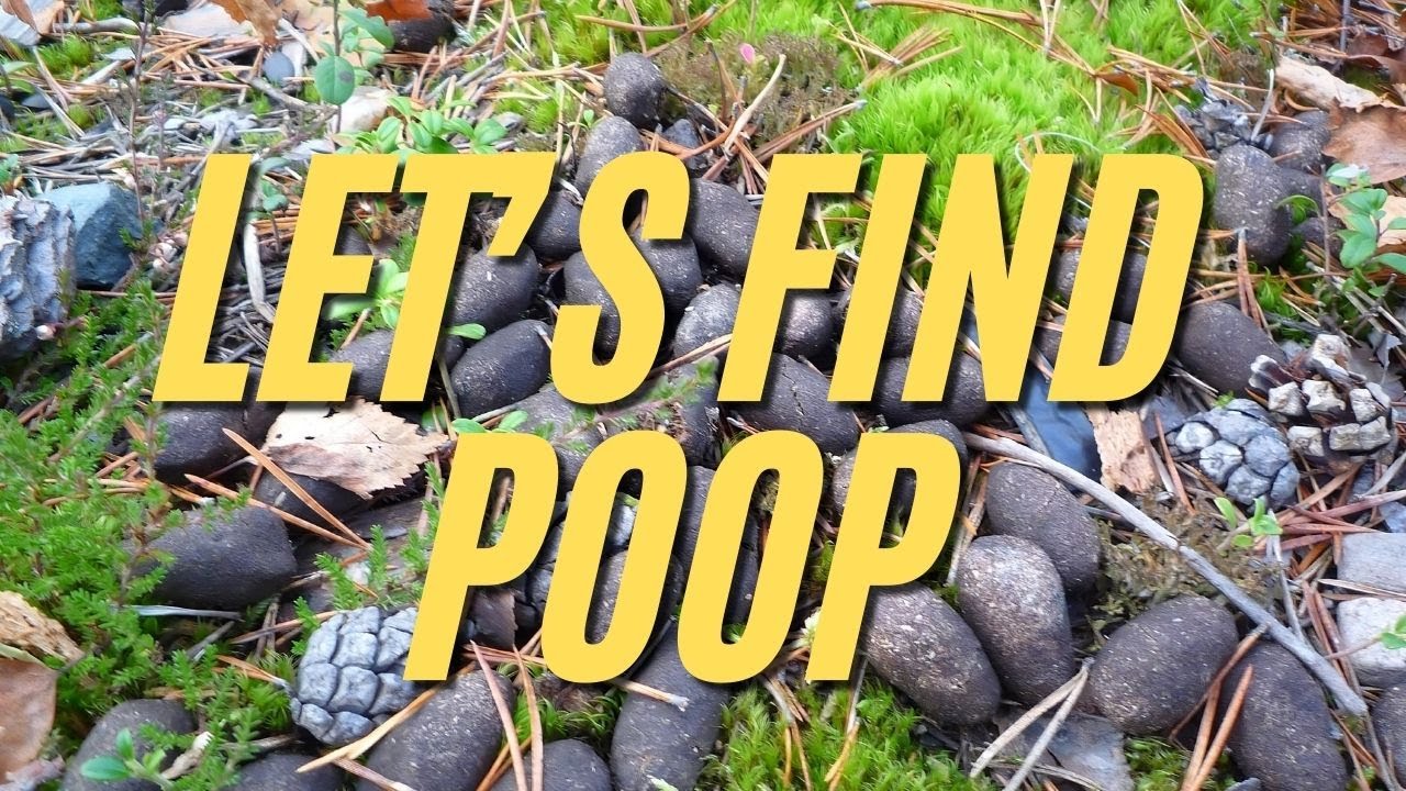 Scout Trip 1 - Elk - Let's Find Poop!