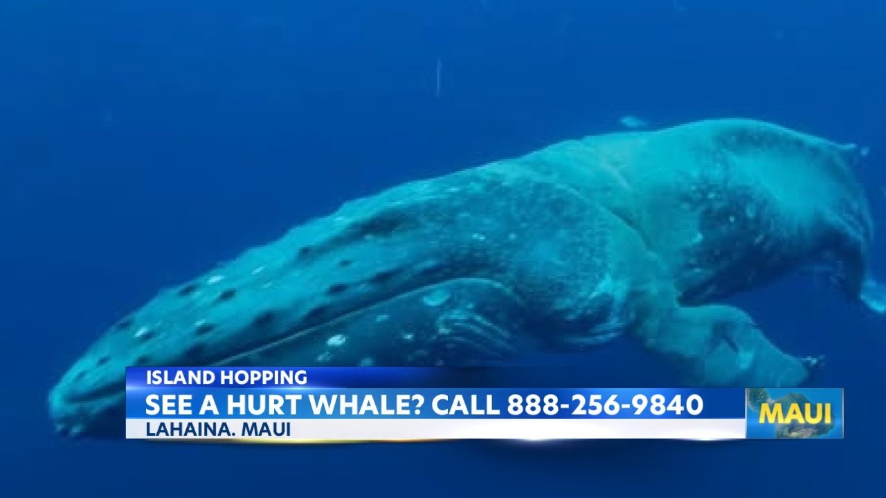 Have you seen her? NOAA needs help finding entangled whale