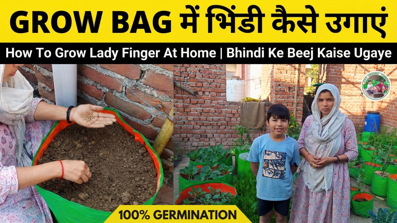 Grow Bag Mein Bhindi Kaise Ugaye  How To Grow Okra In Grow Bags  How To Grow Lady Finger At Home
