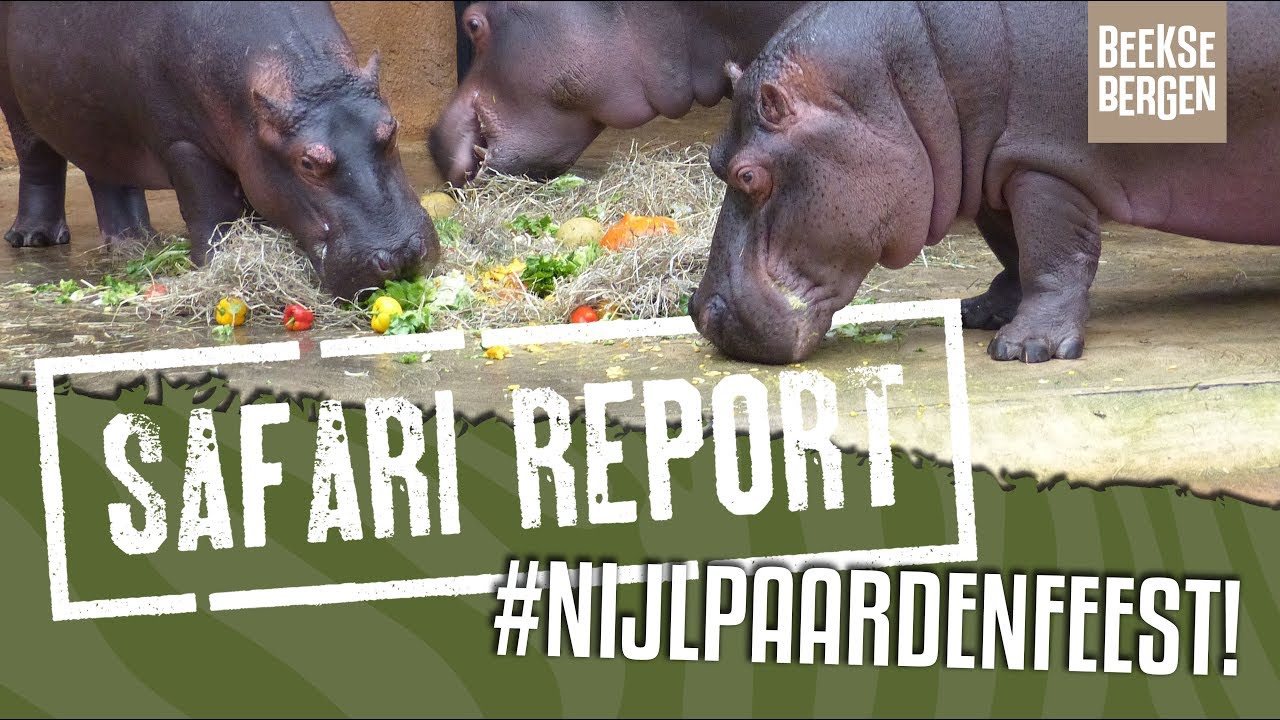 SAFARI REPORT | #81 NIJLPAARDENFEEST!