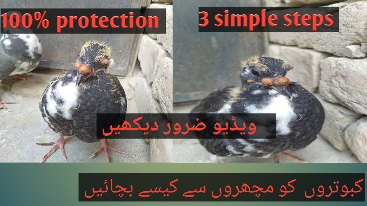 How to protect your Babie Pigeons from mosquitoes || اپنے کبوتروں کو مچھروں  سے کیسے بچائیں ||