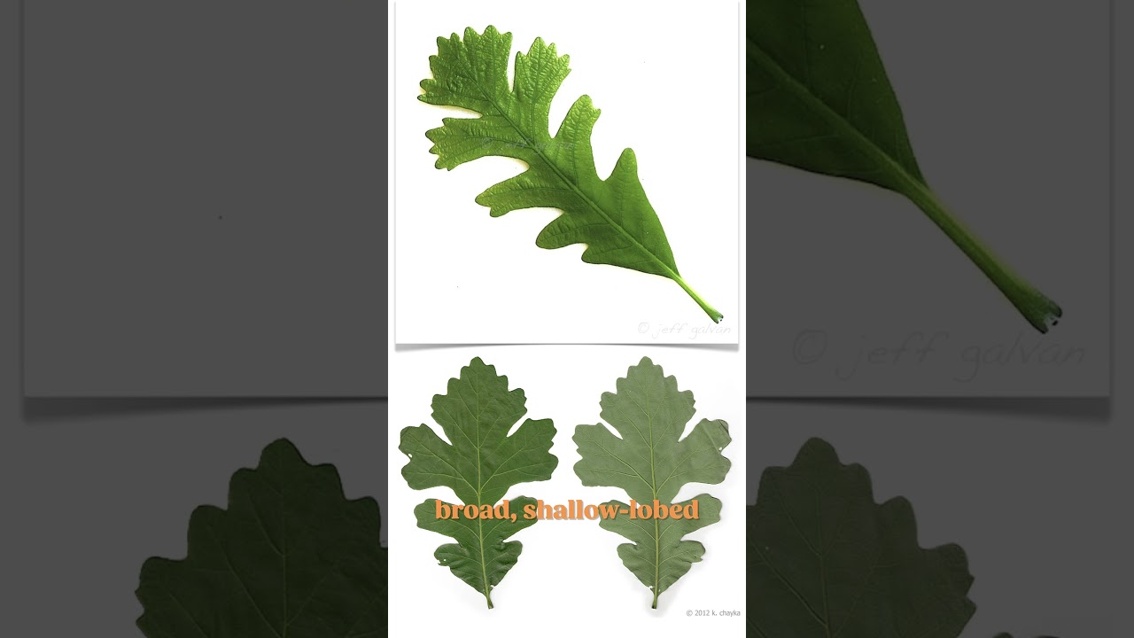 Making Iowa out of Bur Oak | Official State Tree Map #shorts #trees #wood