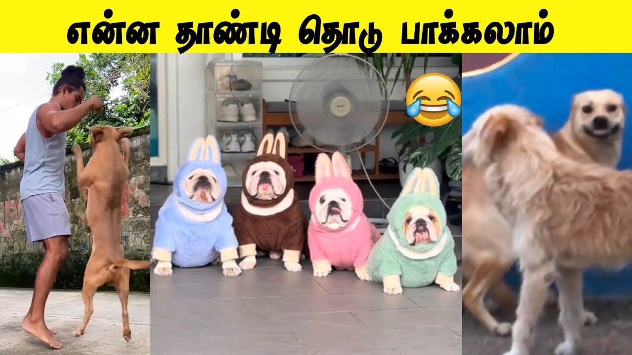நாங்க‌ நாலு பேர் ஒரு Gang 😅 | பாக்க உருளைக்கிழங்கு மாதிரி இருப்போம் 😂