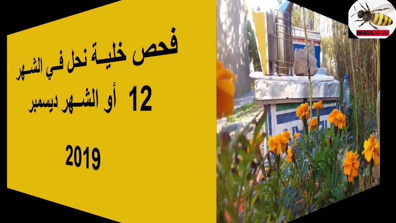 فـحص خليـة نحل فـي الشهر الثـاني عشـر أي الشهر ديسمبر/ تربية النحل للمبتدئين