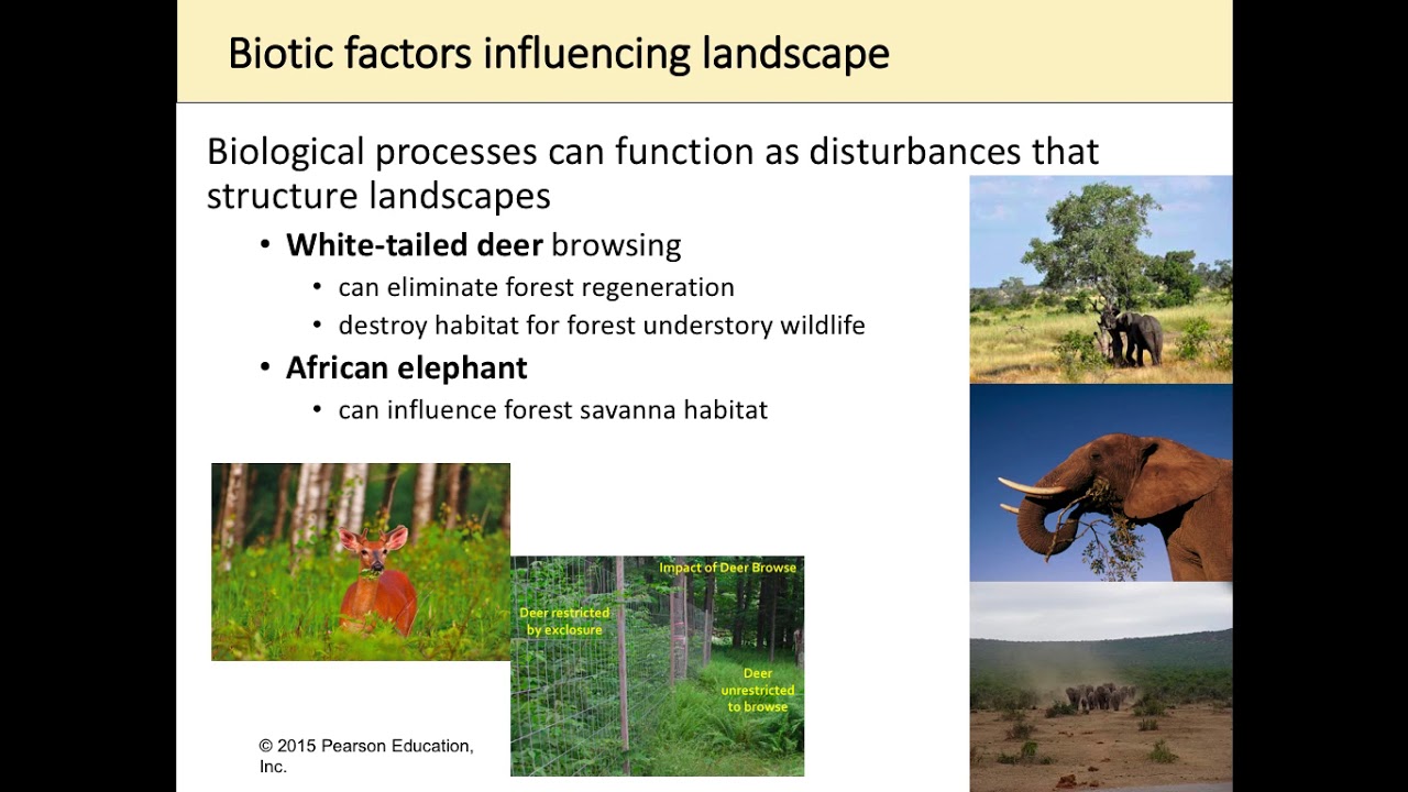 Landscape Ecology