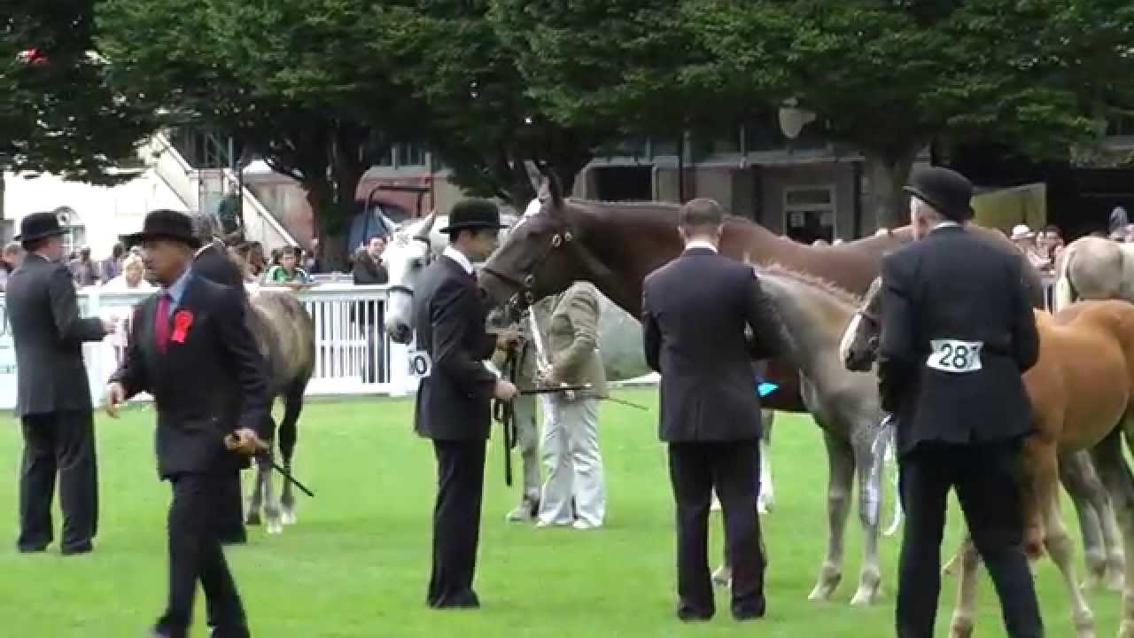 Dublin Horse Show RID Foal Class RDS 2013