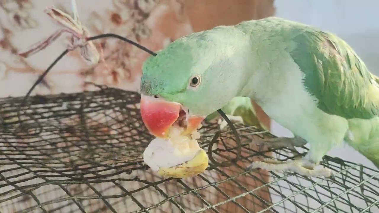 #parrot# viral video #Mitthu #Mitthu main# Mitthu#🙏🙏💐🦜🦜🦜🦜💐🙏🙏