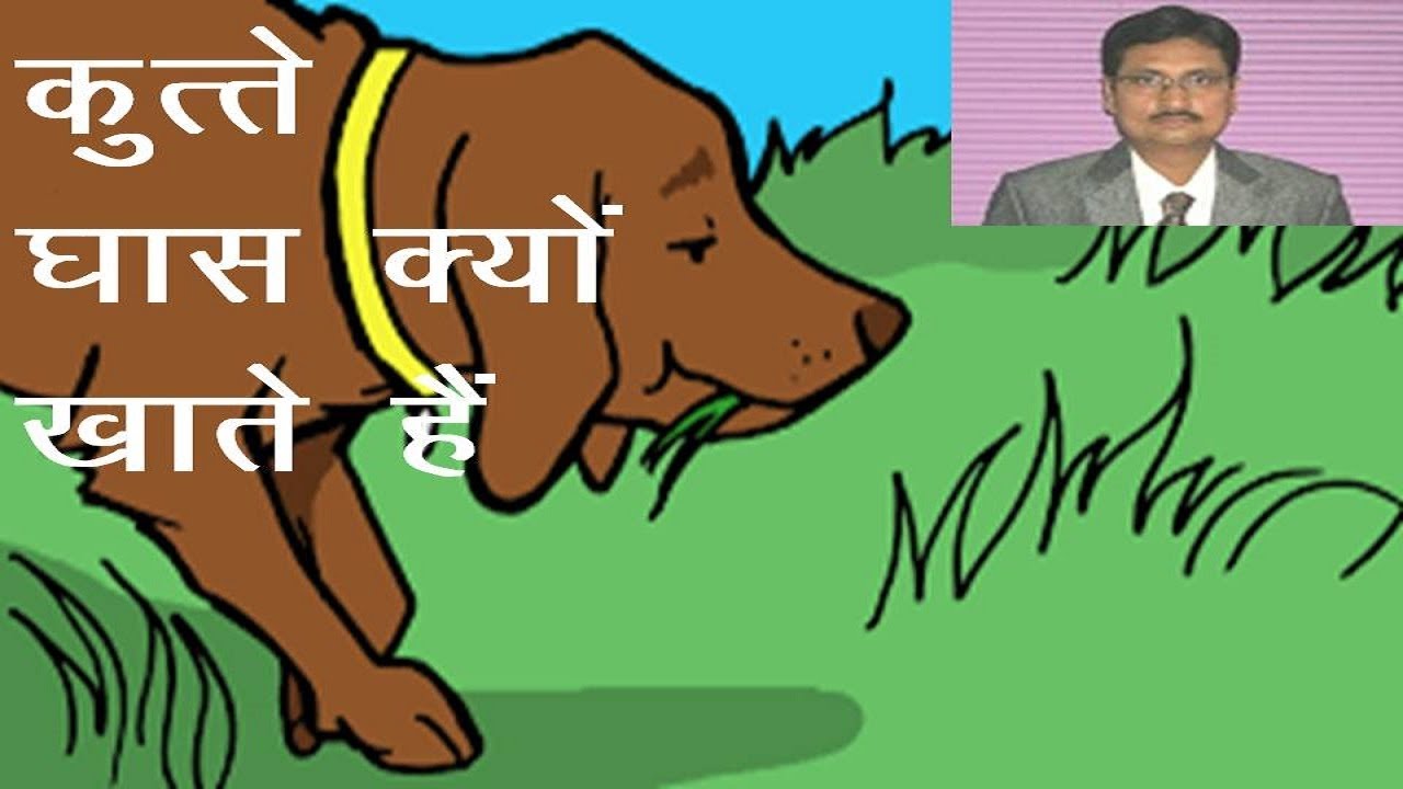 why dog eat grass in hindi | kutta ghas kyu khata hai - scientific reason !