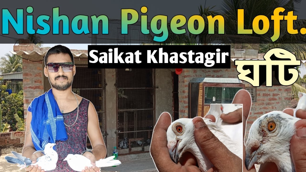 Old Antique Collection Madrasi Pigeon 🕊️ Nishan Pigeon Loft!! Saikat Khastagir!!#kabootar #pigeon.