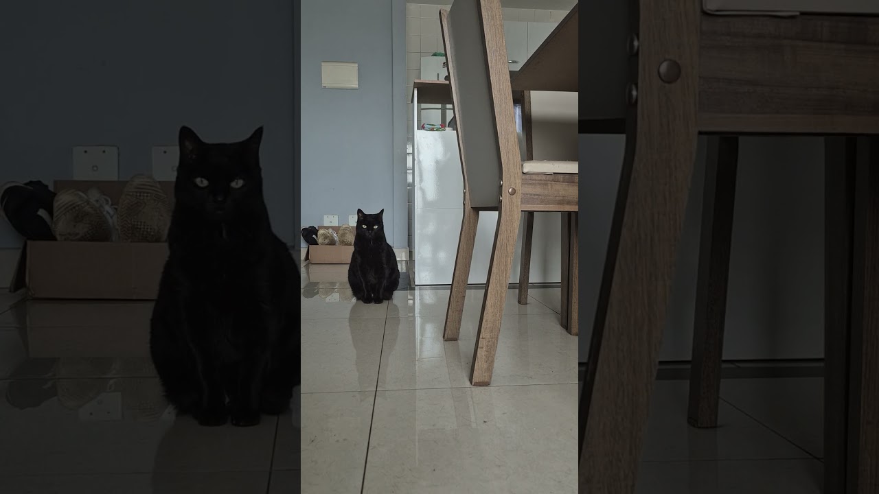 #ourlittlechaos #catmoment #dogbehavior #quietattention #slowcontent