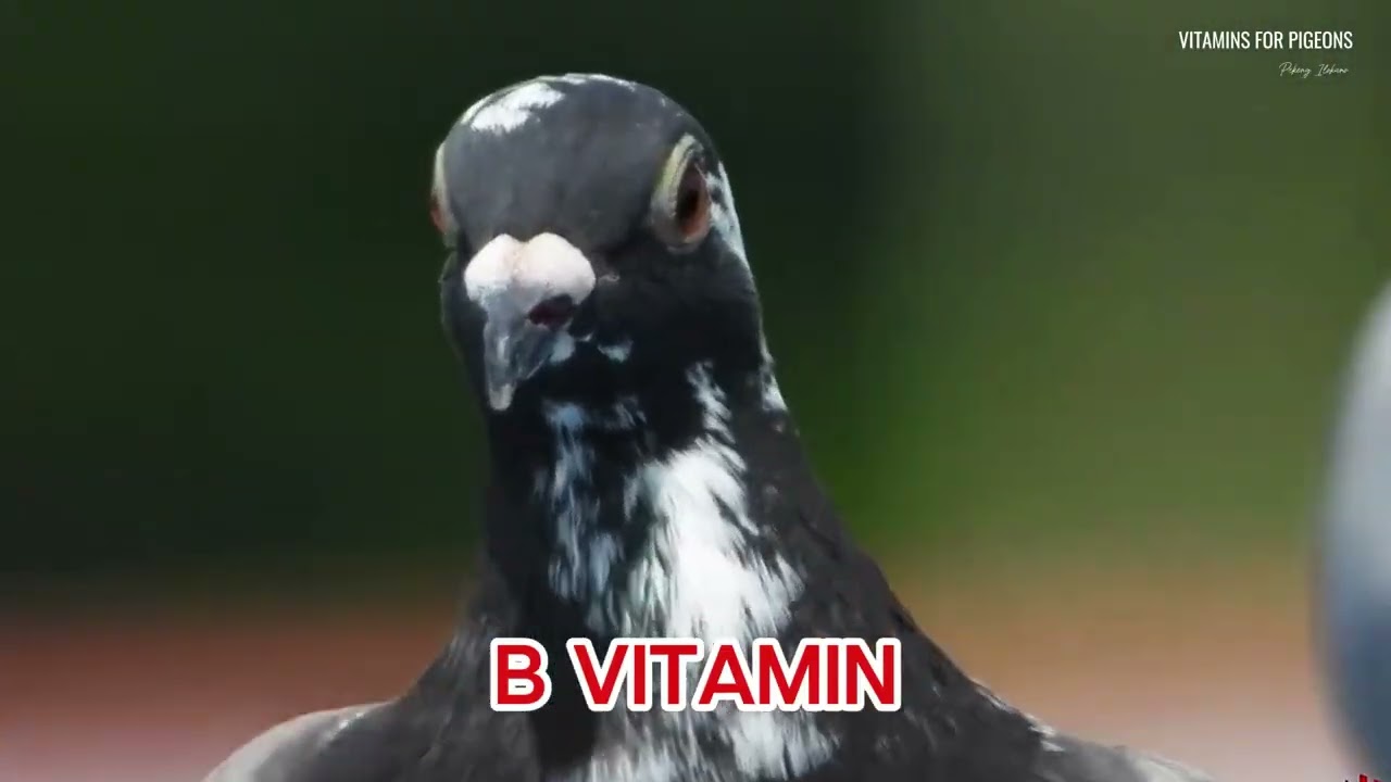 The vitamins that are beneficial for pigeons