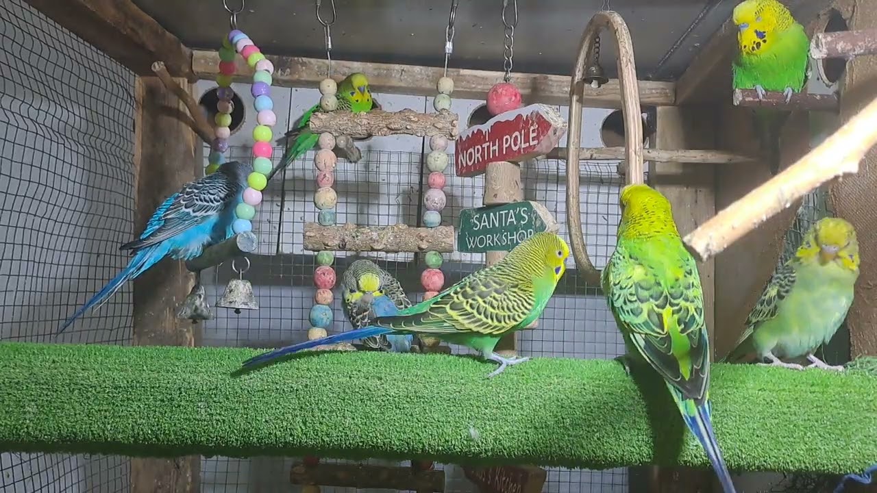 Baby parrot squad