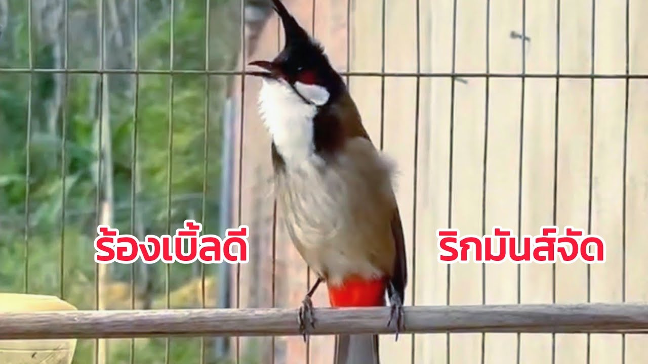 นกกรงหัวจุกนับดอกแดนใต้ ร้องเบิ้ลดี ริกก็มันส์ เว้นช่องไฟ🔥100%