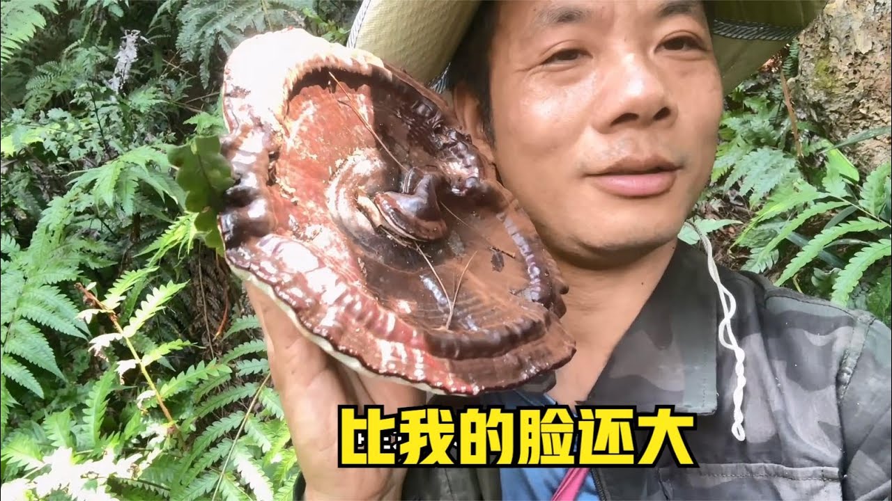 雨锅上午带依婷去补牙，下午上山找灵芝，刚好把上次留的灵芝摘了