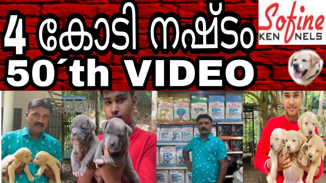 Labrador & Amrican bully puppies    4 കോടി നഷ്ടം