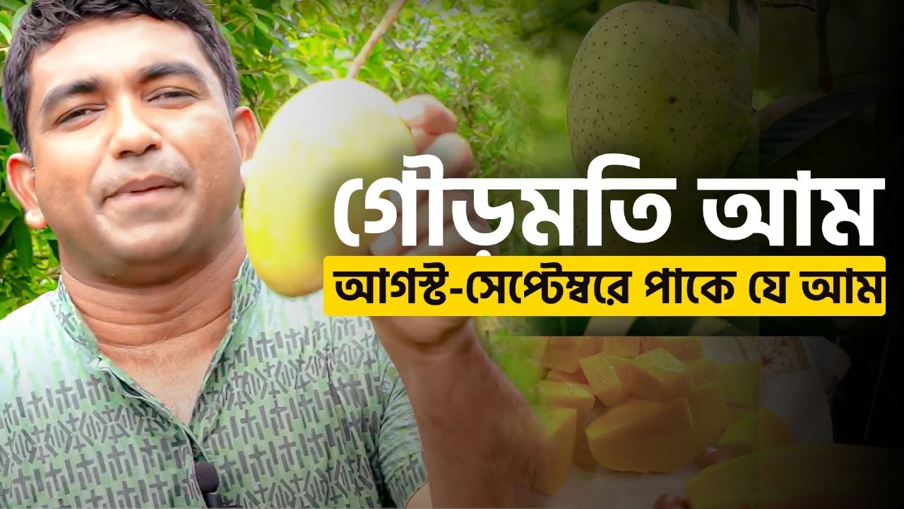 গৌড়মতি আম- Gouromoti Mango- আগস্ট-সেপ্টেম্বরে পাকে যে আম-Best of the best