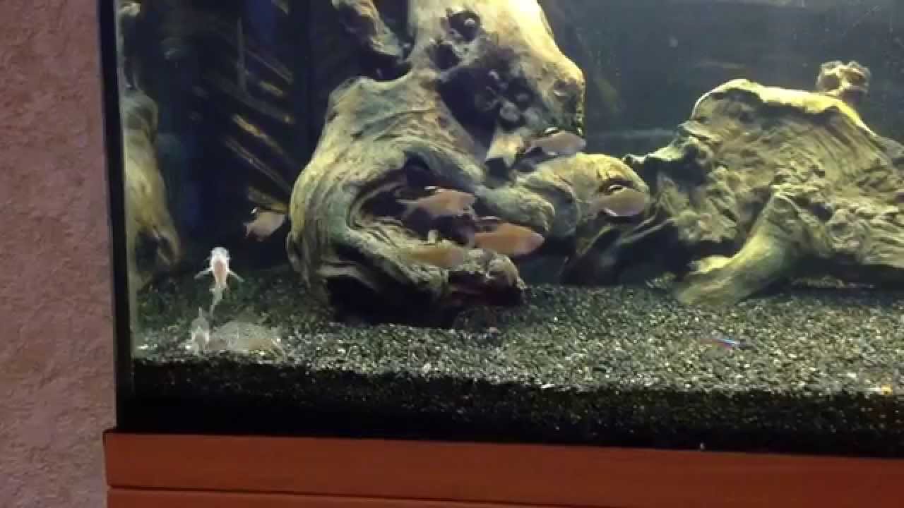 Rosy tetra