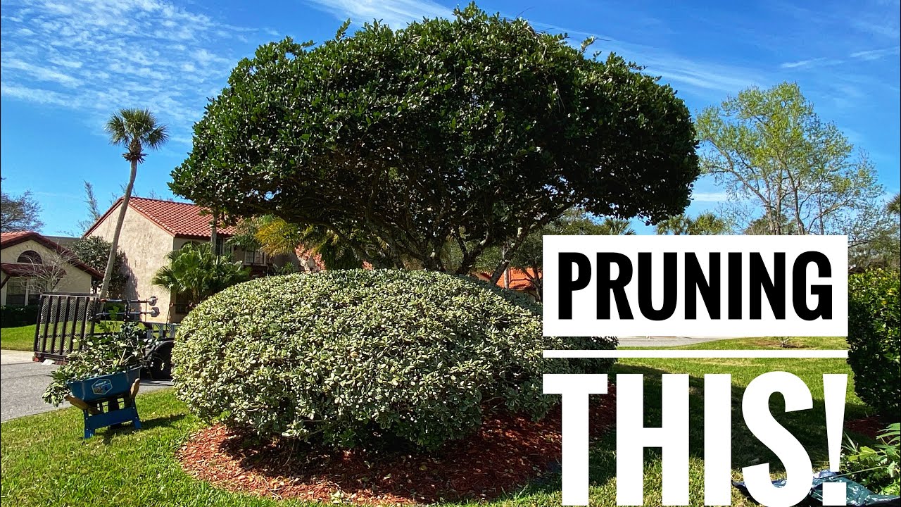 How to properly prune a ligustrum tree in Florida.