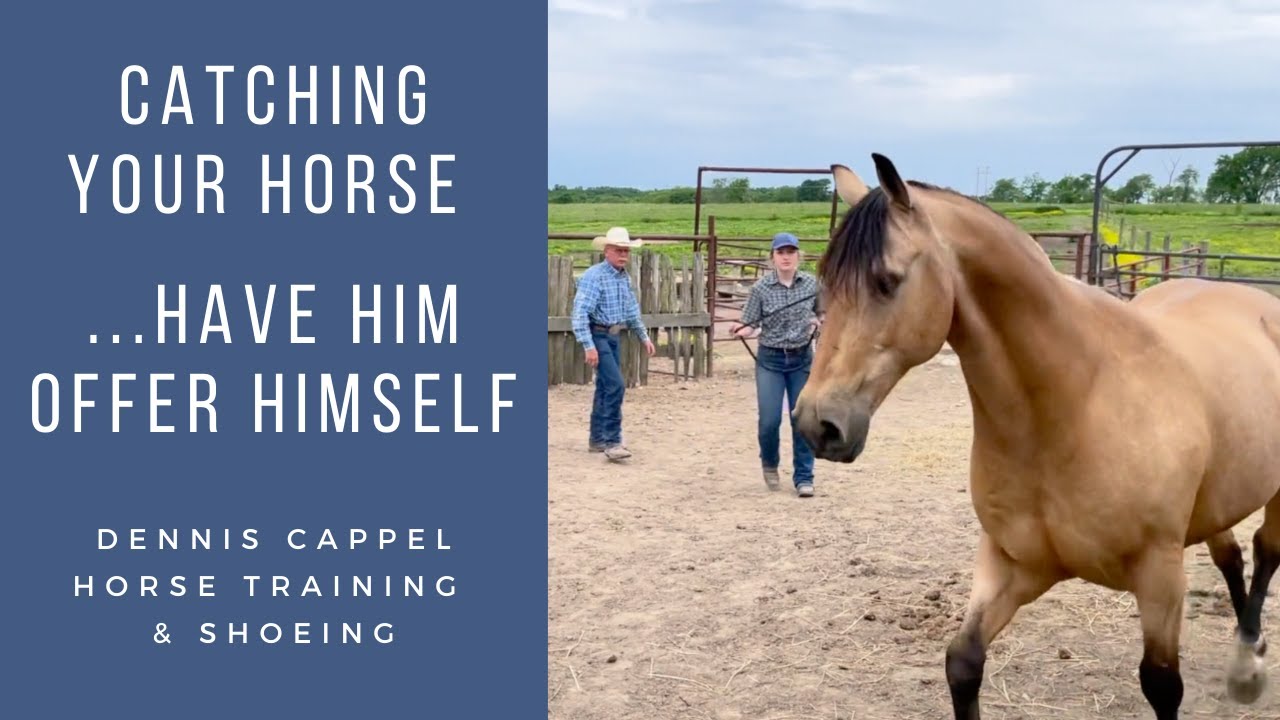 Catching Your Horse... Have Him Offer Himself