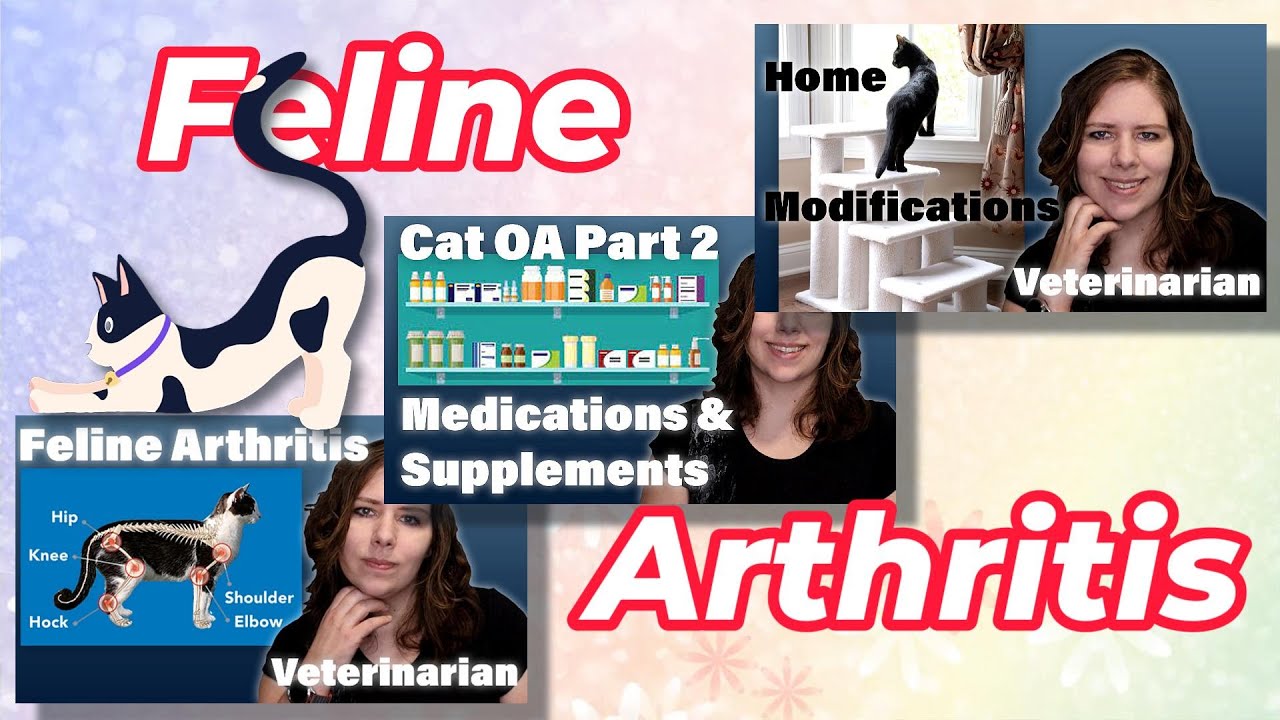 Everything You Should Know About Cat Arthritis | Vet's Voice