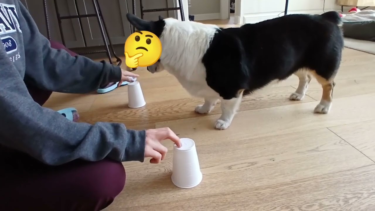 Scooter mixes up his treats