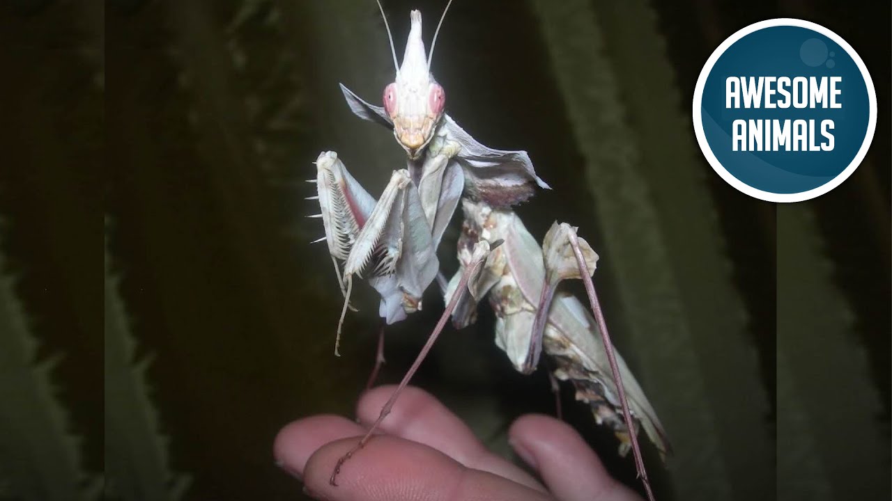 Devil’s Flower Mantis 