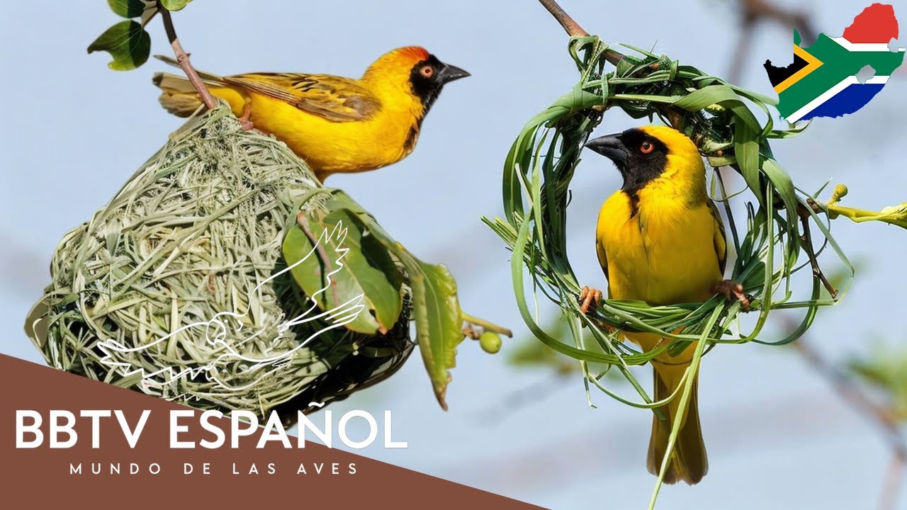 Aves de Sudáfrica | Las Aves Más Hermosas de Sudáfrica Que Nunca Has Visto | BBTV Español