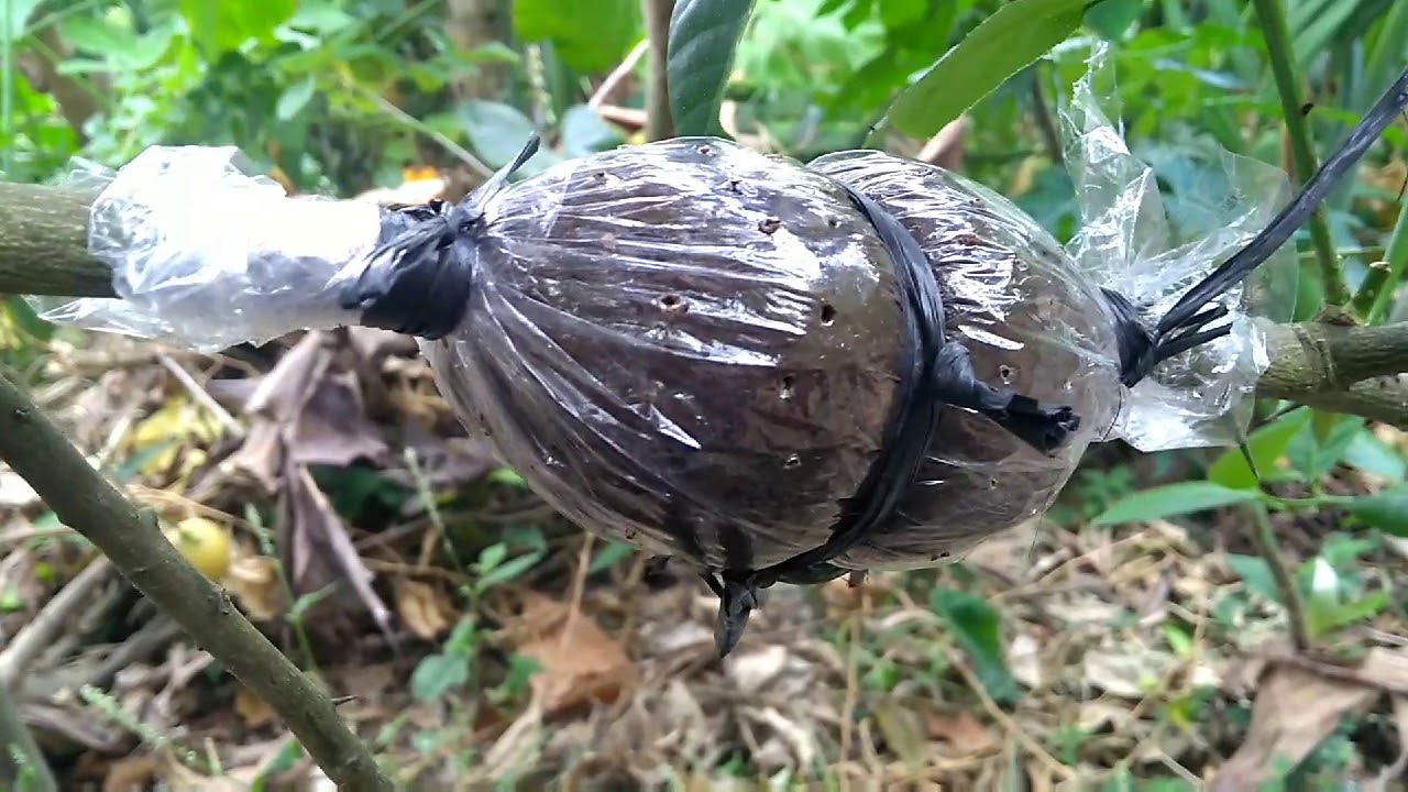 Cangkok jeruk nipis menggunakan bawang merah
