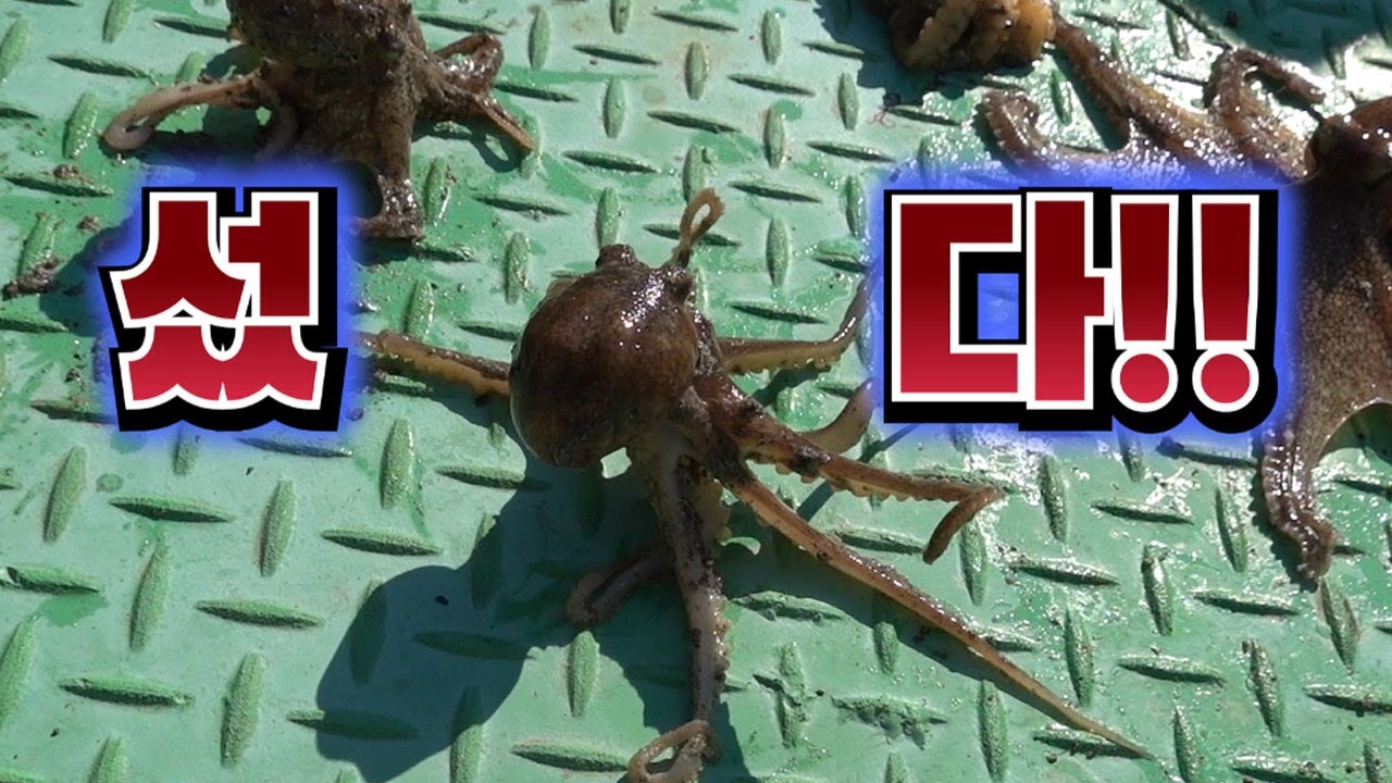이건 보는즉시 무조건 드세요 !!  무조건!!/A webfoot octopus caught with a conch net!