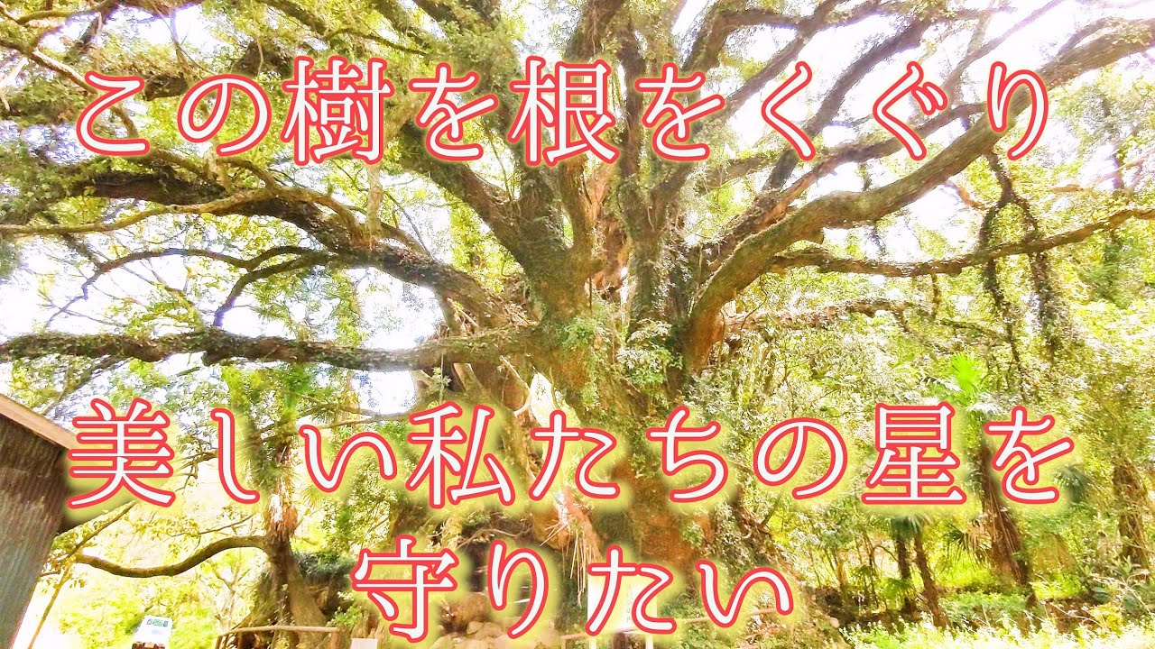 【樹と話す】日本の国宝の80％を所有する大山祇神社の本当のご利益とは？
