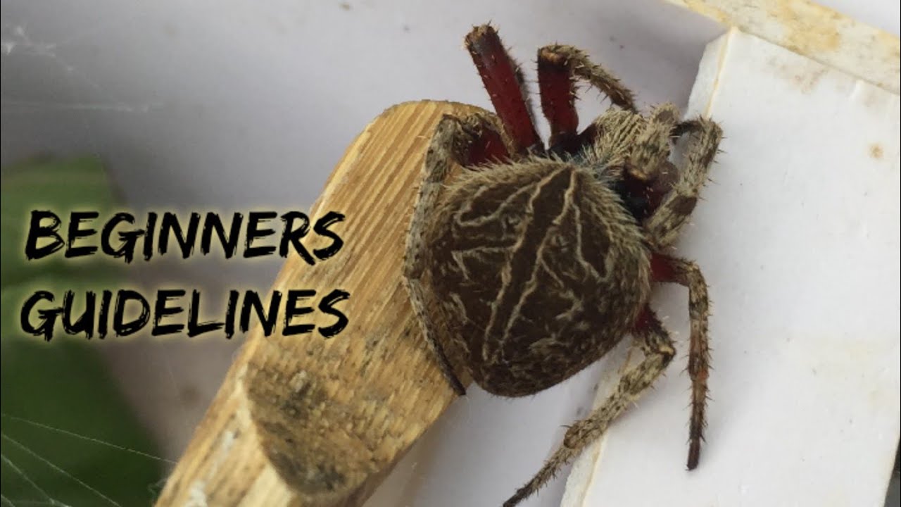 Orb Weaver-beginners Guidlines