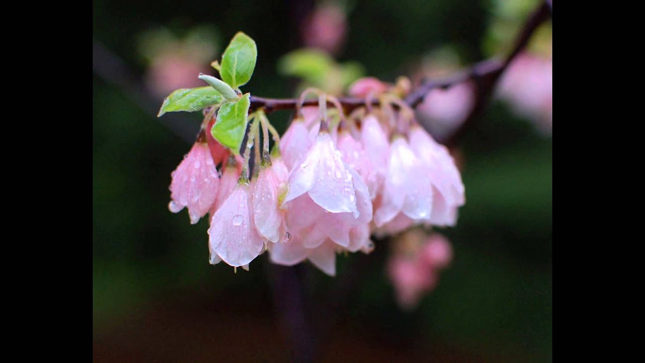 ГАЛЕЗИЯ,  или ЛАНДЫШЕВОЕ ДЕРЕВО  (HALESIA)  сем.  Стираксовые