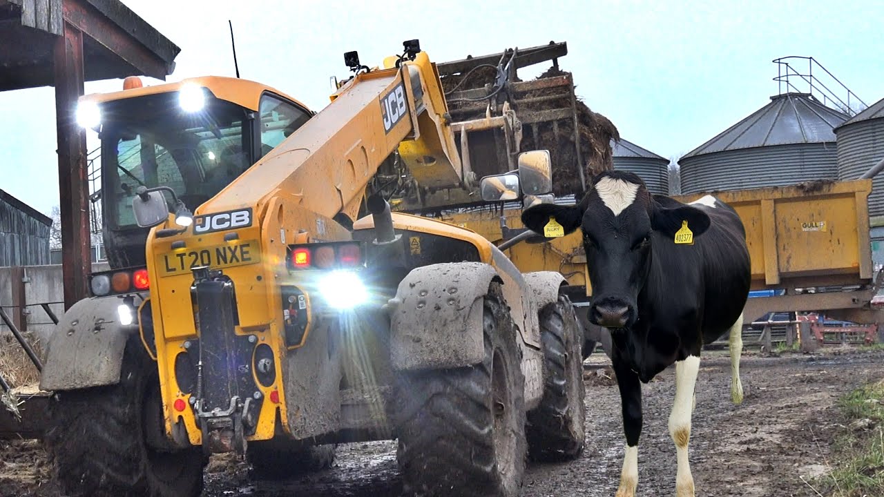 MUCKIN' OUT - BEDDIN' DOWN - HAPPY COWS!