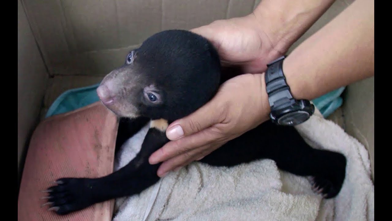 Cute bears get help from caring humans